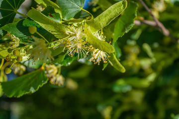 linden blossom inflorescence brightly lit by the sun on a background of green leaves close-up