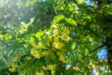 linden blossom inflorescence brightly lit by the sun on a background of green leaves close-up
