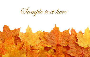 Autumn maple leaves isolated on white, fall background