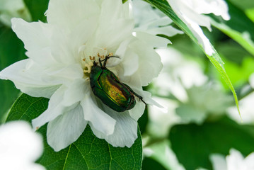 macro maybug on a white flower © Irina