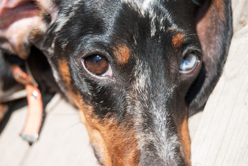 face of a brown dachshund dog with blue and brown eyes