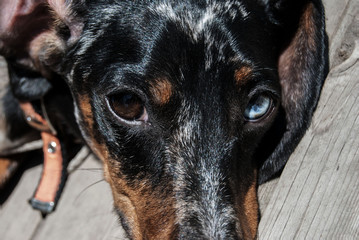 face of a brown dachshund dog with blue and brown eyes