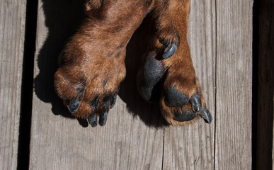 brown paws of a marble dachshund