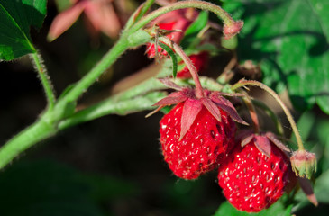 macro two small strawberries growing in garden