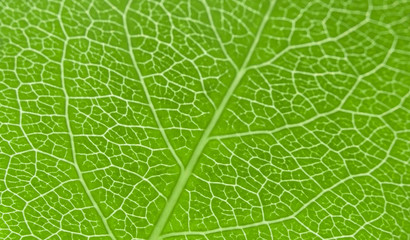 macro green textured plant leaf