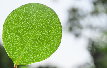 macro green textured plant leaf