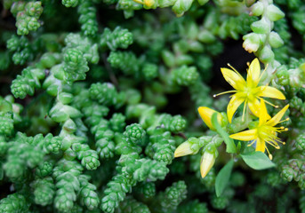 macro green textured plant leaf