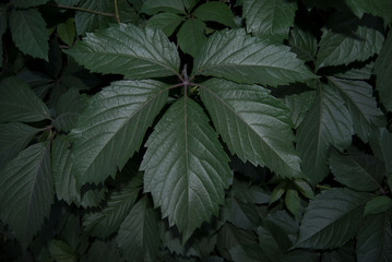 macro dark green pastel leaves