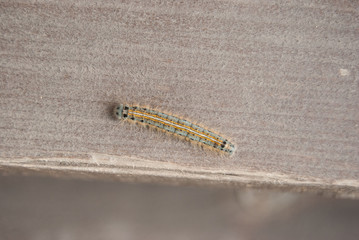 macro wooly bear caterpillar insect