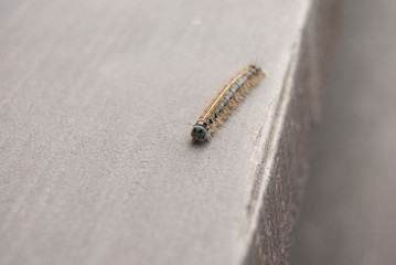 macro wooly bear caterpillar insect