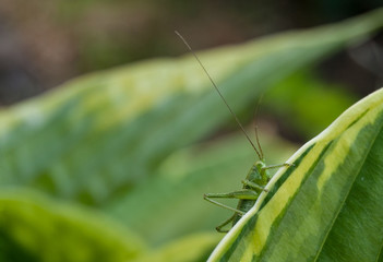 Macro green grasshopper on grass
