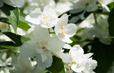 macro white gentle flowers of jasmin