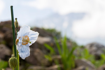 飯網高原大谷地湿原の水芭蕉の群生 長野県長野市 Wall Mural M Taku