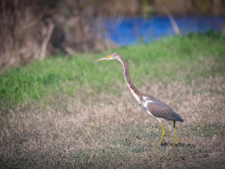 Tricolored Heron