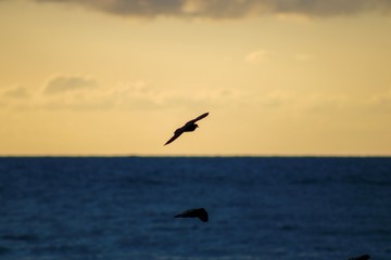 two seagulls flying over the sea