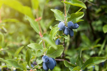 Fresh ripe blue honeysuckle berries on the branch. Selective focus. Haskap berry Bush. Rendered image