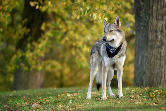 Czechoslovakian wolfdog with black scarf on neck standing in grass with trees in background