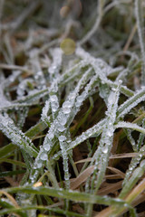 Frozen morning dew on grass leaves