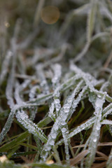 Frozen morning dew on grass leaves