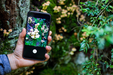Woman hand taking a picture to mushrooms with a smartphone in the forest