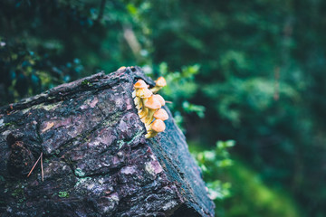 Mushrooms group on cut tree trunk