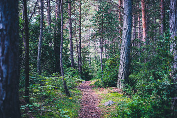 Hiking path into the pine tree forest in Spain
