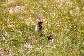 young small gray brown sparrow in the high green grass resting basking in sun