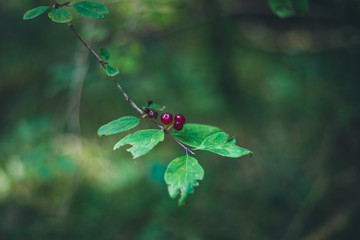Red berries on bush branch with blurred background