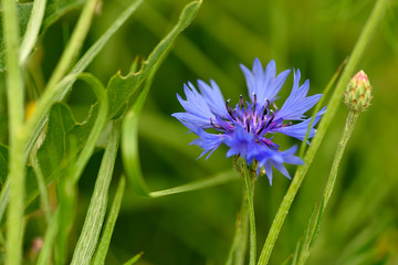 Flower of cornflower on green meadow