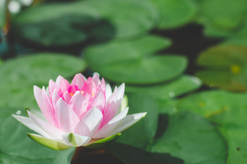 beautiful pink lotus flower in pond. aquatic water lily fresh nature flower blooming background outdoors in garden top view with sunlight.