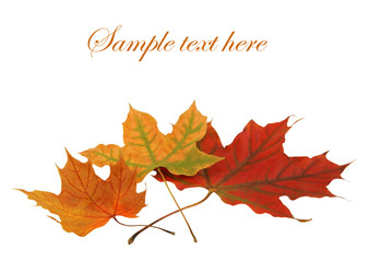 maple leaves isolated on white background