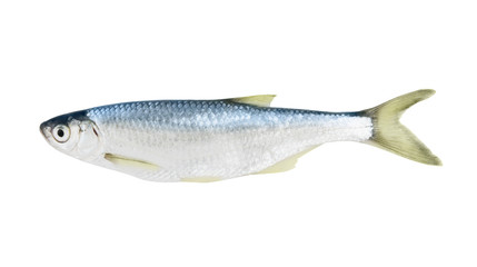 Fresh fish isolated on white background