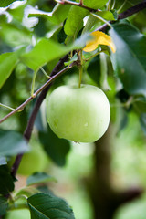 An apple in an orchard