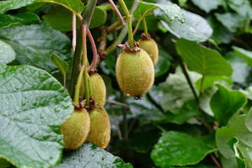 日本の美味しい