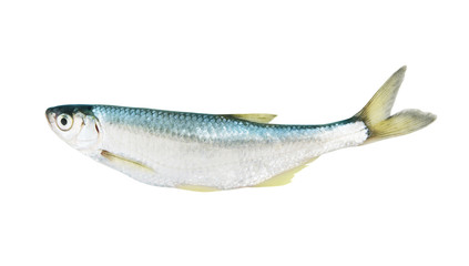 Bleak fish isolated on white background