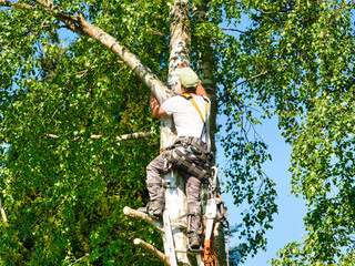 Naklejka na ściany i meble Mature male tree trimmer high in birch tree, 30 meters from ground, cutting branches with gas powered chainsaw and attached with headgear for safe job