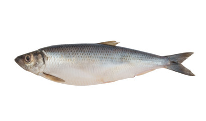 Raw herring fish isolated on white background