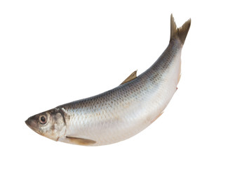 Raw herring fish isolated on white background