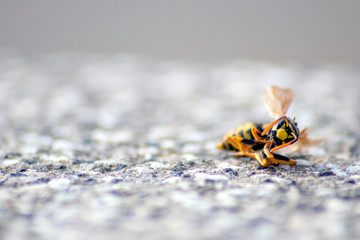 Tote Wespe liegt auf einer Steinplatte und zeigt ihre natürliche Schönheit über den Tod hinaus - gegen das Insektensterben