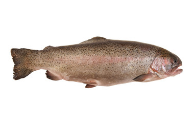 Rainbow trout isolated on white background
