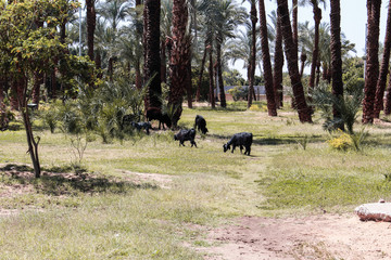 Fototapeta na wymiar The image of wild black goats in a meadow in distant, suburban Luxor, Egypt. 