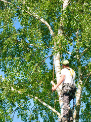 Fototapeta premium Mature male tree trimmer high in birch tree, 30 meters from ground, cutting branches with gas powered chainsaw and attached with headgear for safe job