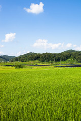 Obraz premium rice paddy in Yeoncheon-gun, South Korea.