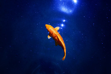 Goldfish in dark blue glowing water, red and yellow japanese koi carp swims in pond close up,...