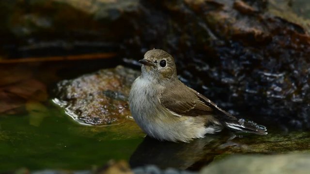 Taiga Flycatcher bathing in a pond