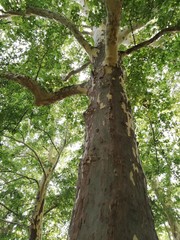 Fototapeta premium big tree
