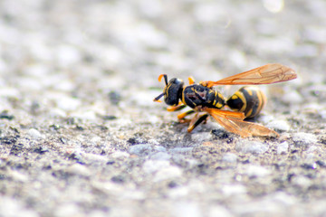 Tote Wespe liegt auf einer Steinplatte und zeigt ihre natürliche Schönheit über den Tod hinaus - gegen das Insektensterben