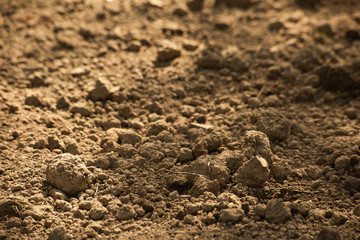 Clods of dry brown ground, soft focus