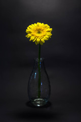 Germini in einer Vase mit schwarzem Hintergrund