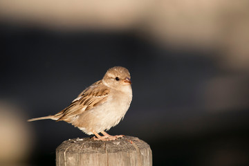 Pajaro